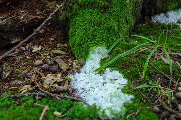 Bright green moss covers the base of a tree trunk, with fallen acorns lying on the forest floor beside it. A white foam-like substance is seen running down the moss, creating a unique contrast in this