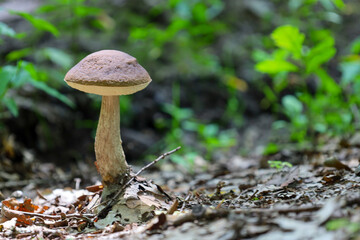 A solitary mushroom with a brown cap and a light, speckled stem stands on a forest path covered in fallen leaves. The shot captures the beauty and tranquility of the natural wilderness