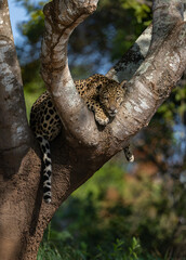 Jaguar hunting for caiman in the Pantanal, Brazil