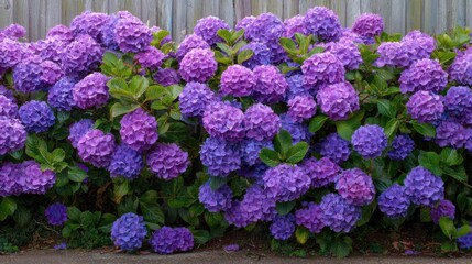 Vibrant Purple Hydrangeas in Full Bloom - A Floral Delight.