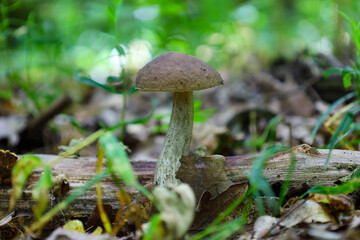 A slender mushroom with a speckled stem and a pale cap grows on a moist forest floor. The blurred green background creates a focus on the delicate structure of the mushroom and its natural surrounding