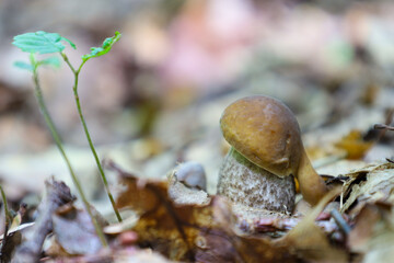 A young mushroom with a rounded brown cap and a speckled stem grows beside a green sprout. This low-angle macro shot captures a sense of new life and fragility in nature.
