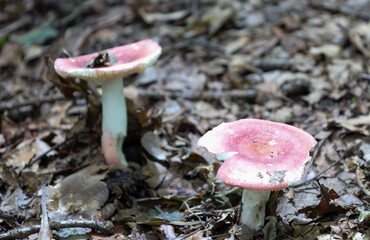 A pair of mushrooms with pink caps and white stems grow among dry leaves on the forest floor. This macro shot highlights their delicate shapes and subtle textures against the backdrop of the shaded wo