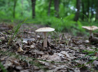 A young mushroom with a wide cap grows on the forest floor. Around it, fallen leaves, branches, and grass shoots create a sense of tranquility and natural beauty.