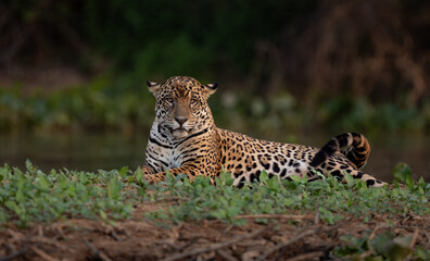 A jaguar hunting caiman in the Pantanal, Brazil. 