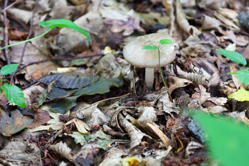 A white mushroom with a wide cap grows among a layer of fallen leaves and small green shoots. This macro photograph conveys the unique texture and details of the forest floor, full of organic beauty a