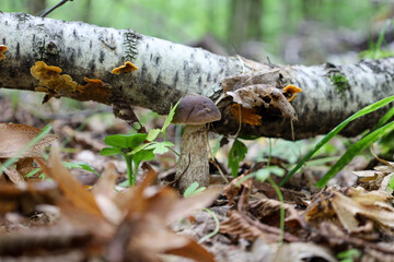 A small mushroom with a dark cap and a thick stem grows on the forest floor near a fallen birch branch. This macro photograph conveys the unique beauty of the forest floor, where every element of the 