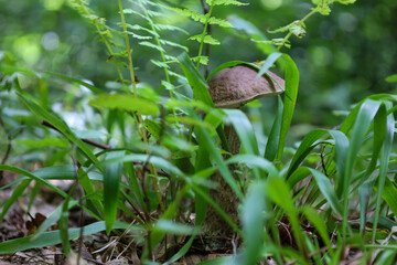 A brown mushroom with a thick stem and cap peeks out from under dense grass and fern leaves. 