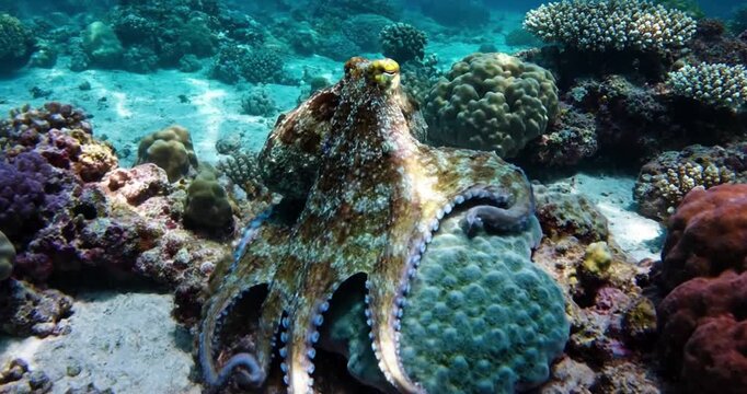 Observe the intricate camouflage abilities of an octopus as it subtly shifts its skin texture and color to blend seamlessly with its surrounding coral reef habitat. no data