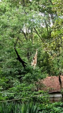 Red cheeked gibbons playing and having fun 