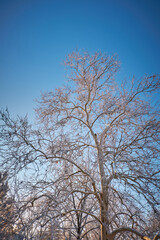 Sycamore tree branches under a bright blue winter sky