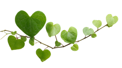 Heart shaped leaves on a branch isolated on transparent background