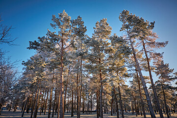 Dreamy Winter Landscape, snow and sun, surrounded by trees.