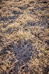 The leaves of the plane tree are covered with frost. Morning frosts. Icy ground.