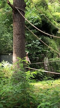 Red cheeked gibbons playing and having fun 