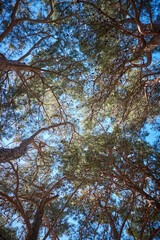 Dreamy Winter Landscape, snow and sun, surrounded by trees.