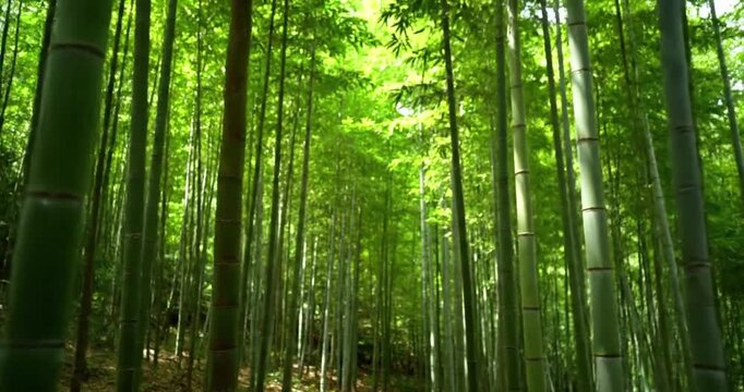 Sunlight filtering through the bamboo canopy, creating dappled light and shadow patterns on the forest floor and bamboo stalks, highlighting atmospheric depth. no data