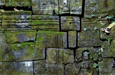 dama escondida en la pared de los musgos