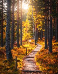 Obraz premium Autumnal forest path bathed in sunlight