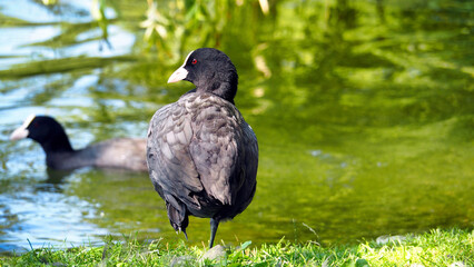 a coot with one leg raised