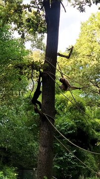 Red cheeked gibbons playing and having fun 