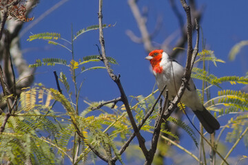 Red-crested Cardinal, Paroaria coronata of Parque 9 de Julio, Tucumán, Argentina