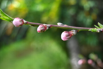 FLORES JARDÍN BROTES CALAS LAVANDA PRIMAVERA DETALLES