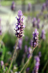 FLORES JARDÍN BROTES CALAS LAVANDA PRIMAVERA DETALLES