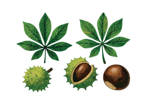 Horse chestnut leaves and spiky fruits with seeds on white background