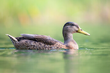Female Mallard Duck (Anas platyrhynchos) Swimming in Calm Green Water