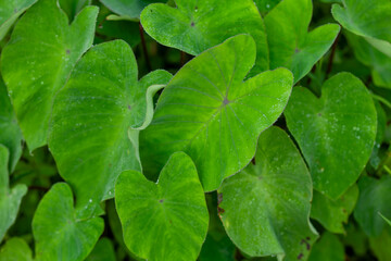Leaves of Plant from Tropical Forest in Borneo Island