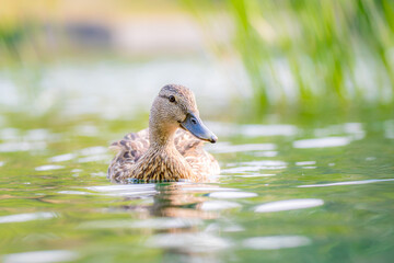 Female Mallard Duck (Anas platyrhynchos) Swimming in Calm Green Water
