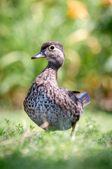Female Wood Duck (Aix sponsa) Standing on Grass in Bright Summer Light