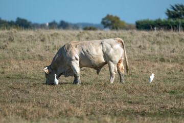 Taureau , race Maraichine, Héron garde boeufs, , region Pays de Loire; marais Breton; 85, Vendée, Loire Atlantique, France