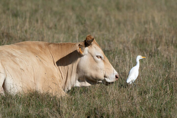 Vache , race Maraichine, Héron garde boeufs, , region Pays de Loire; marais Breton; 85, Vendée, Loire Atlantique, France