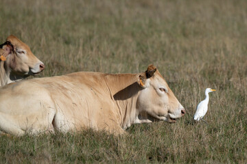 Vache , race Maraichine, Héron garde boeufs, , region Pays de Loire; marais Breton; 85, Vendée, Loire Atlantique, France