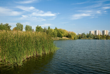 Phragmites australis,  Roseau, Lac de Creteil, Parc départemental du Val de Marne, 94, France