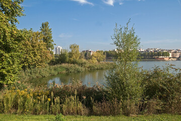 Fototapeta premium Phragmites australis, Roseau, Lac de Creteil, Parc départemental du Val de Marne, 94, France