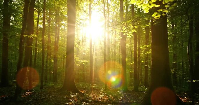 Dynamic interplay of natural light and atmosphere, capturing sun flares as they filter through environmental elements like dense foliage or atmospheric particles. no data