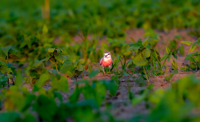 Bird in green farmland near Revuboe River Mozambique

