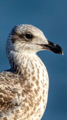 Close-up of a seagull's head and neck (1)