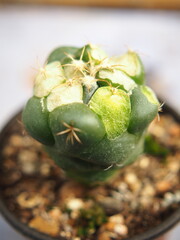 cactus and worm eatting on green skinof cactus