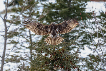 beautiful red tailed hawk spread wings