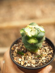 cactus and worm eatting on green skinof cactus