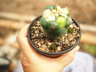 cactus and worm eatting on green skinof cactus
