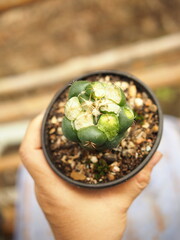 cactus and worm eatting on green skinof cactus