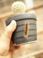 cactus and worm eatting on green skinof cactus