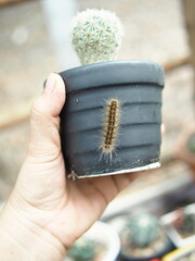 cactus and worm eatting on green skinof cactus