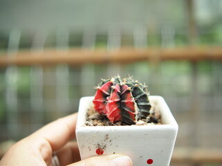 cactus in small pot and hand  holding 