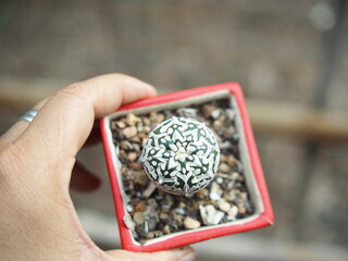 cactus in small pot and hand  holding 